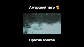 Амурский тигр против волков / Amur tigers against wolves