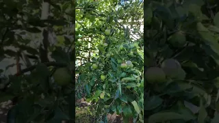 adding fruit trees to the homestead, worth it?