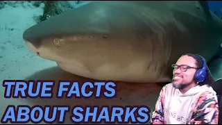 REACTION: True Facts: The Curious Adaptations of Sharks @zefrank