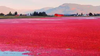 Wet cranberry harvest // lakshmidevi