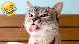 New Funny Animals 😂 Funniest Cats and Dogs Videos 2024 😺🐶Try Not To Laugh #12