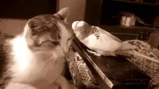 Parrot - Im the boss here, stupid cat - (Попугай - я здесь главный - ).