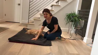 Teaching your dog to ROLL OVER