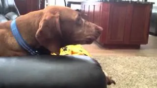 Vizsla talking