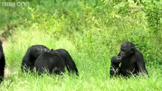 Making a Bonobo laugh   Animals in Love  Episode 1   BBC One clip21