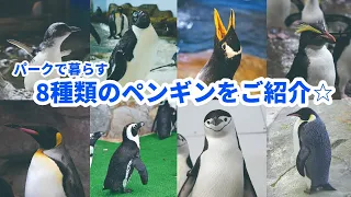 8種類のペンギンたちをご紹介★