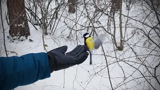Кормим птиц с руки | Ураловед