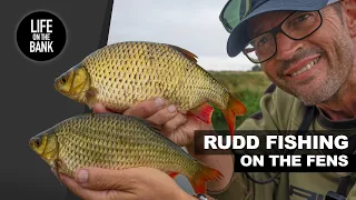 RUDD FISHING in the Fens