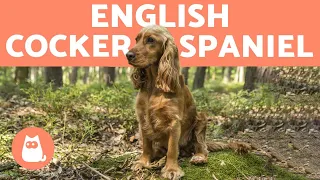 ENGLISH COCKER SPANIEL 🐶 Caring for a Playful Breed