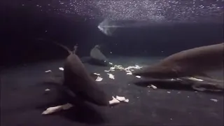 Carcharhinus taurus (sand tiger sharks) feeding.