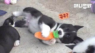 Presenting First White And Black Welsh Corgi