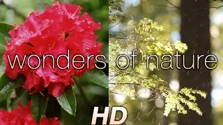 "Wonders of Nature" 1HR Relaxation Video with Music 1080p HD ft Darshan Ambient