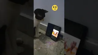 Cat Loves seeing Alugalug Cat : Reaction Video (15th Sep 2021)