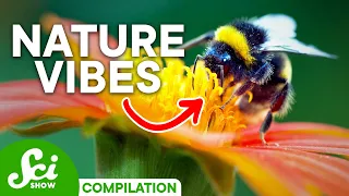 How Vibrations Appear in The Natural World | Vibration Compilation