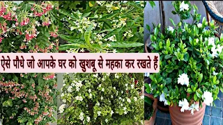 ऐसे पौधे जो आपके घर को खुशबू से महका देंगे/Names Of The Most Aromatic Plants/Best Fragrant Plant//