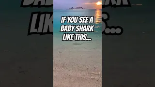 If you see a baby shark this close to shore, step away. It has risked its life hunting for 🍽 #shorts