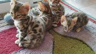 Cazpurr Bengal kittens