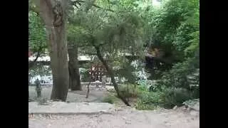 Никитский Ботанический Сад. "Парк приключений" / Nikitsky Botanical Garden. "Adventure Park" ч6
