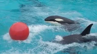 Shouka, Orkid, Nakai and the Red Buoy (Shamu Skywalks at SeaWorld San Diego 12/14/12)