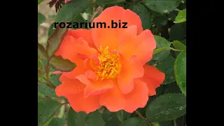 почки у роз на 2-3 рожка, питомник роз полины козловой rozarium.biz, buds of roses on 2-3 horns