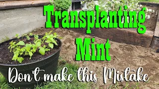 Transplanting Mint ~ Don't make the same mistake as me!