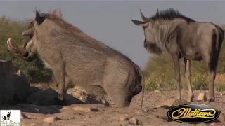 Cameron bowhunting warthogs in Botswana