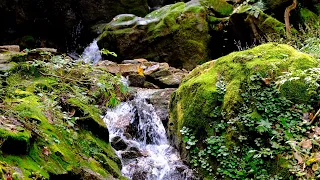 3 Hours Valley Water Sounds, 100% Stress Relief 🏞️ Nature Sound ASMR, Birds Song