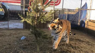 Тигры не оценили Новогодний подарок!)
