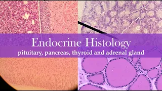 Endocrine histology