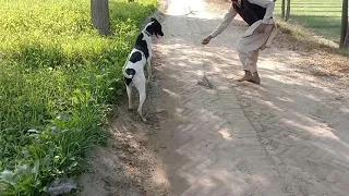 Funny 🤣 Dogs