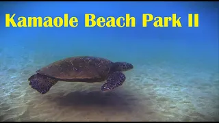 TURTLE WHISPERING, FREE DIVING MAUI (GUIDE CARDS) (GOPRO ACTION 1080P)