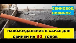 Навозоудаление в сарае для свиней, на 80 голов откорма. Детальный обзор. Свиноводство.