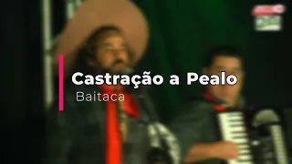 Castração a Pealo (Joserley Portela)