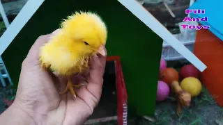 colorful chickens, cute chickens, rainbow chickens, rabbits, guinea pigs, ducks, ornamental fish