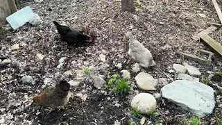 Monday Night Chickens!