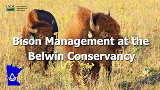 Bison Management at the Belwin Conservancy