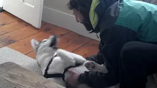 Cute Husky Says "No" to the Kennel - Try Not To Laugh