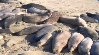 Are they dead!?!?! Elephant Seals in San Simeon CA