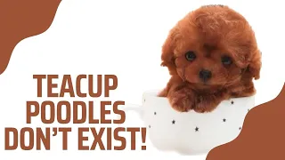 THE TRUTH ABOUT TEACUP POODLES | What Breeders Don’t Want You to Know‼️ #teacuppuppy #teacuppoodles