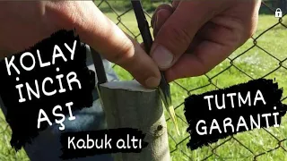 incir aşı nasıl yapılır ( kabuk altı ) fig vaccine