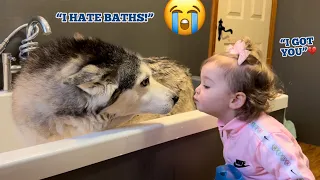 Attempting To Bath The Most Stubborn Husky On The Planet!😂🛁. [FUNNIEST VIDEO EVER!!]