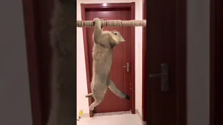 cats taking revenge on dogs by training hard😄😆