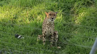 Cheetah Stutter-Barks at San Diego Zoo Safari Park