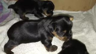 Yorkie puppies first 5 weeks of life