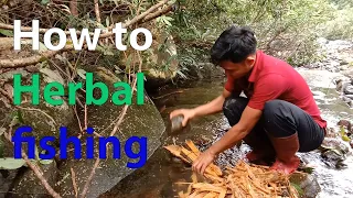 Ancient Aboriginal fishing methods, tree catching by bark - Survival in Vietnam part 26