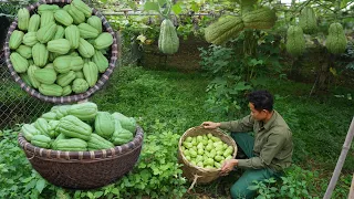 Build a water tank area, continue to harvest chayote and bring it to the market to sell | EP 49