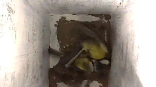 Great tit and blue tit fighting in birdhouse