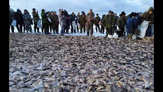 ⚡Добыли Тонну Рыбы Неводом! (1000 кг Карася) (МУНХА)