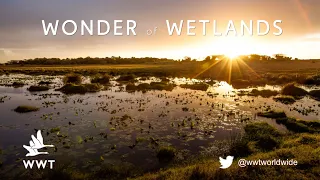 What are wetlands? | WWT