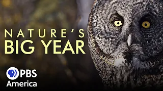 Nature's Big Year FULL SPECIAL | PBS America